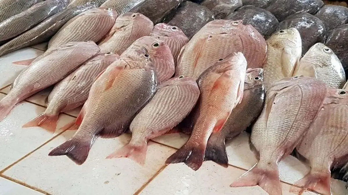 قیمت انواع ماهی ۲۶ خرداد ۱۴۰۳+ جدول