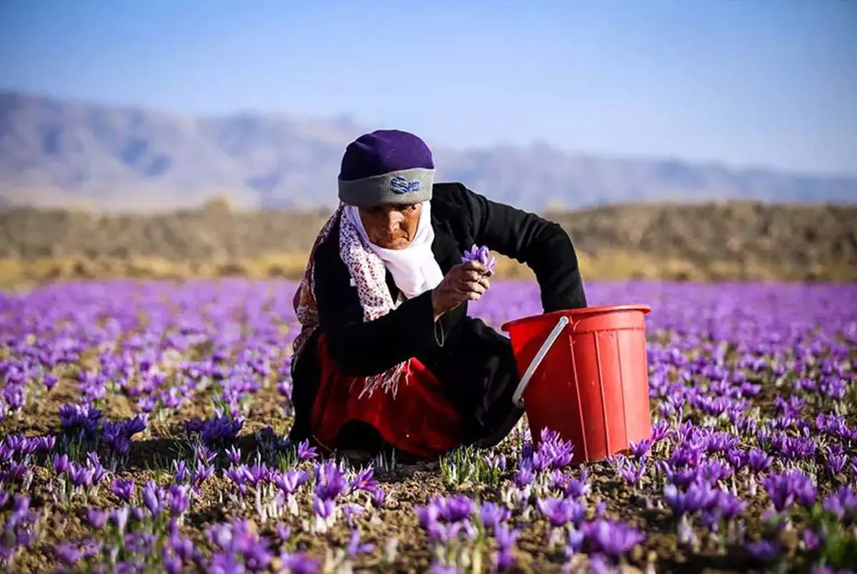 تاجران افغان با بازار جهانی زعفران ما چه کردند؟ 