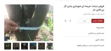 آگهی‌های جدید دیوار؛ اجاره درخت!/ راه جدید برای پایان کار ساخت‌وسازها 