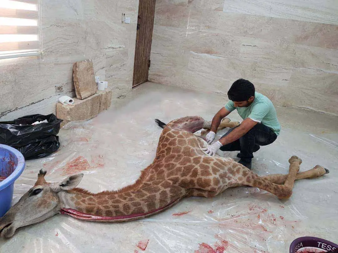 مرگ ۳ هزار حیوان وحشی؛ در باغ وحش‌ها چه خبر است؟