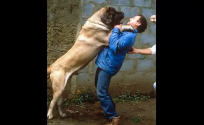 بزرگترین سگ جهان که شما را می ترساند