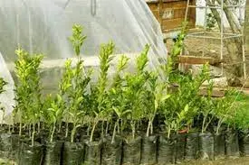 تهرانیها از کجا و چگونه درخت رایگان بگیرند؟