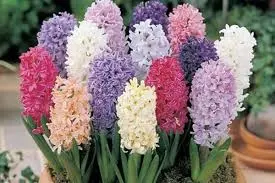 با گلها به استقبال عید بروید؛ ۱۰ گل رنگارنگ برای کاشت در اسفند