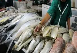  قیمت ماهی امروز نسبت به روز گذشته با تغییرات کمی همراه شد. 