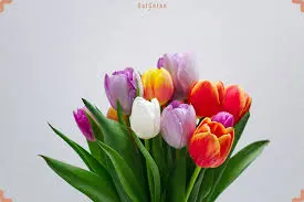 با گلها به استقبال عید بروید؛ ۱۰ گل رنگارنگ برای کاشت در اسفند