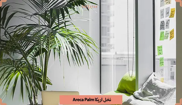 بجای دستگاه تصفیه هوا ازین گیاهان آپارتمانی استفاده کنید