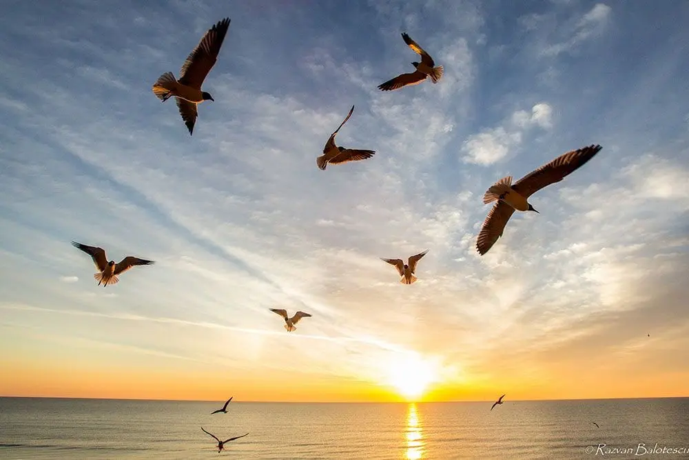 پرندگان هنگام عبور از اقیانوس در کجا استراحت می‌کنند؟