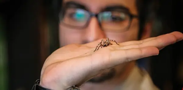 مرد عنکبوتی در ایران که با عنکبوت ها سر و کار دارد