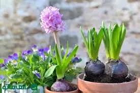 با گلها به استقبال عید بروید؛ ۱۰ گل رنگارنگ برای کاشت در اسفند