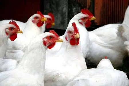 مشاهدات میدانی از برخی از فروشگاه‌های زنجیره‌ای نشان می‌دهد که میزان عرضه گوشت و مرغ بسته‌بندی به نسبت گذشته کاهش یافته است. دبیر انجمن صنعت بسته‌بندی گوشت و مواد پروتئینی کشور، علت این کاهش را عدم تامین گوشت و مرغ برای واحدهای بسته‌بندی عنوان کرده است.  