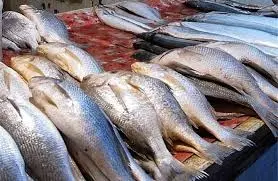 قیمت انواع ماهی ۲۵ اردیبهشت ۱۴۰۳+ جدول