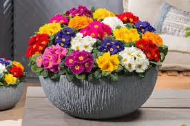 با گلها به استقبال عید بروید؛ ۱۰ گل رنگارنگ برای کاشت در اسفند