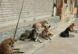 جمع آوری سگ‌های ولگرد درکه، دربند و دارآباد