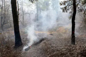 صدور حکم عامل آتش سوزی عمدی جنگل‌ خفر 