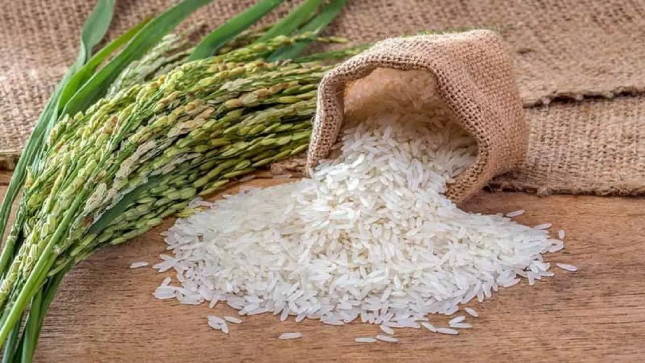 آمار تولید و واردات برنج به‌زودی واقعی می‌شود
