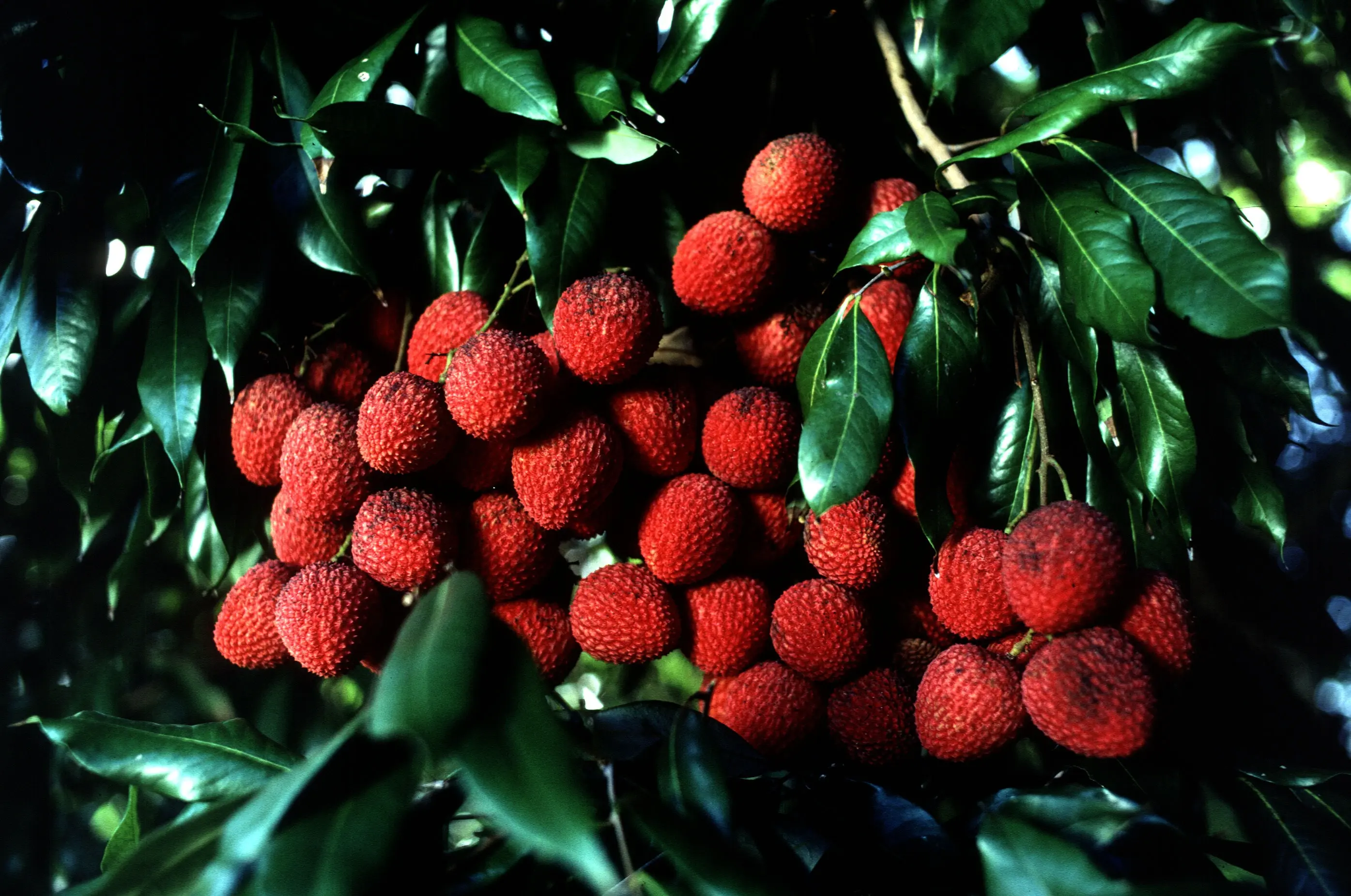 قیمت این میوه‌های لاکچری؛‌ از پاپایا و بلوبری تا لیچی و رامبوتان+ عکس 