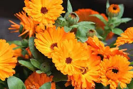 با گلها به استقبال عید بروید؛ ۱۰ گل رنگارنگ برای کاشت در اسفند