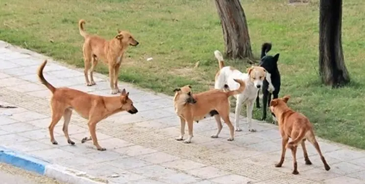 وزارت کشور سگ‌های ولگرد را  عقیم می‌کند