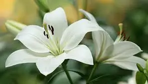 با گلها به استقبال عید بروید؛ ۱۰ گل رنگارنگ برای کاشت در اسفند