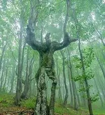 درختی شبیه انسان در سیستان