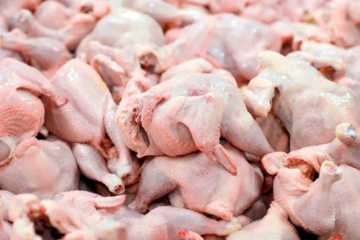 وزارت جهاد، برای تولید مرغ گوشتی فراخوان داد