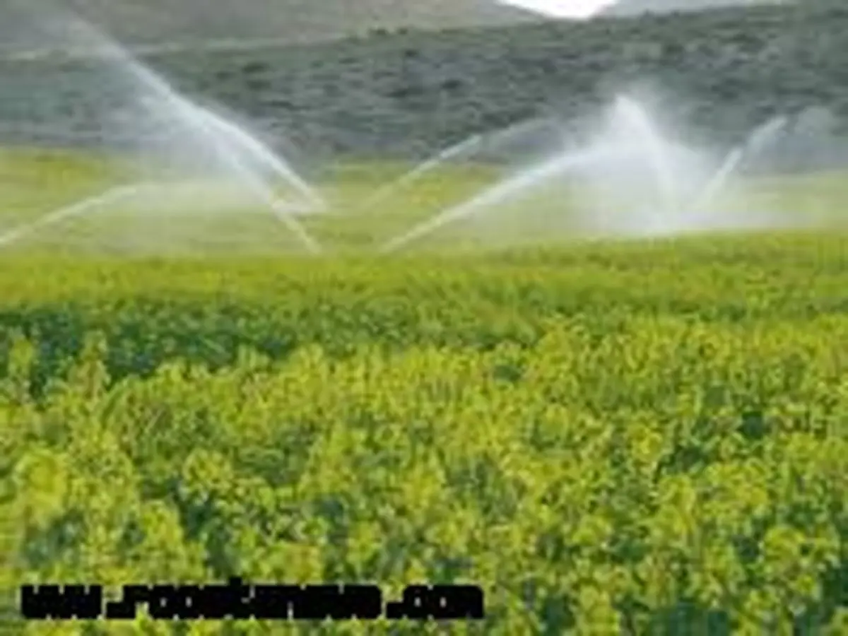 3200 هکتار از اراضی آذربایجانشرقی زیرکشت کلزا قرار دارد