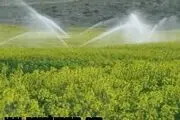 	3200 هکتار از اراضی آذربایجان‌شرقی زیرکشت کلزا قرار دارد