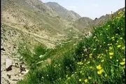 حذف پوشش گیاهی با برداشت غیر اصولی از دامنه های الوند