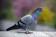 گرانترین کبوتر جهان فروخته شد + عکس