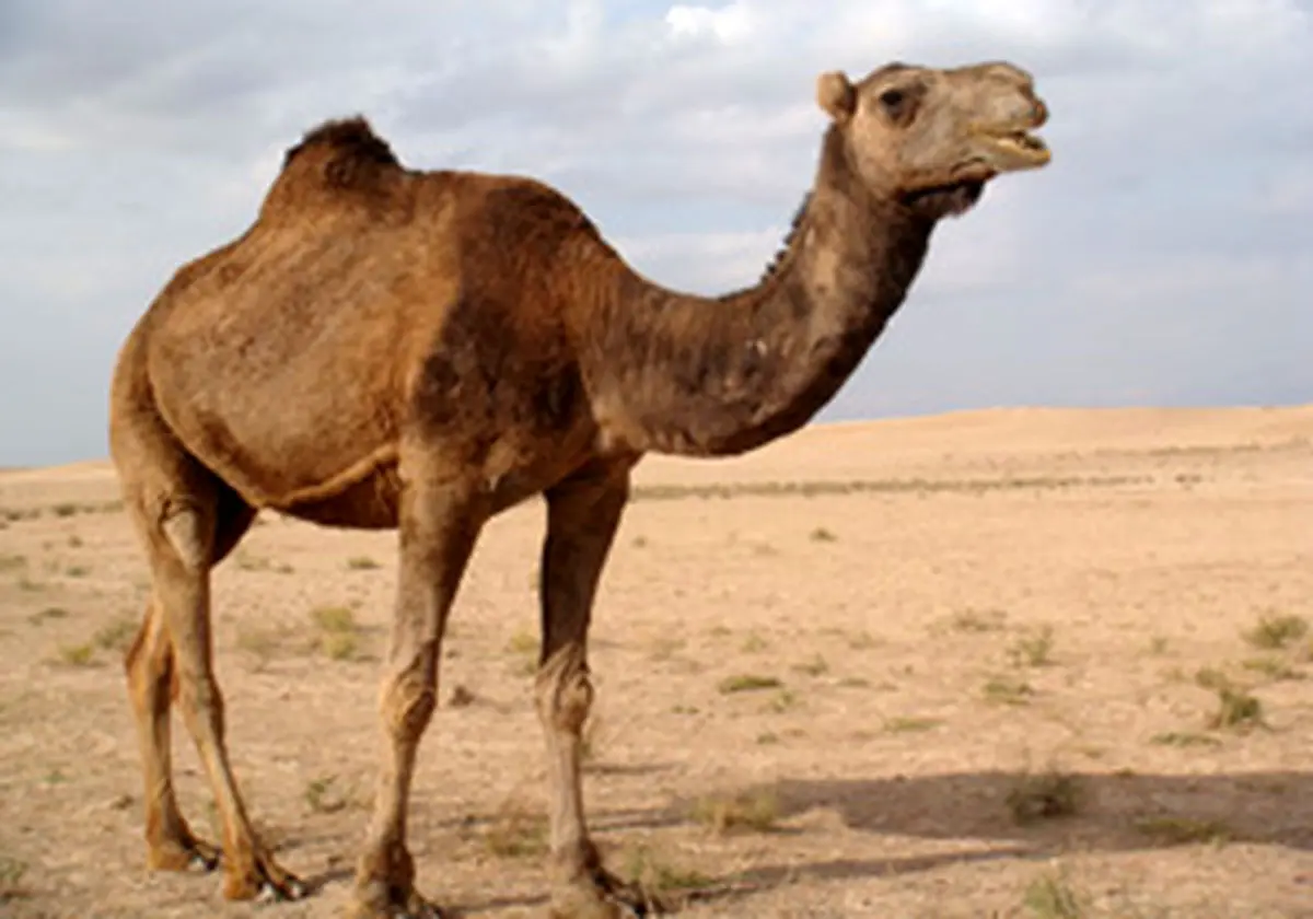 صادرات شتر ایرانی به کویت!