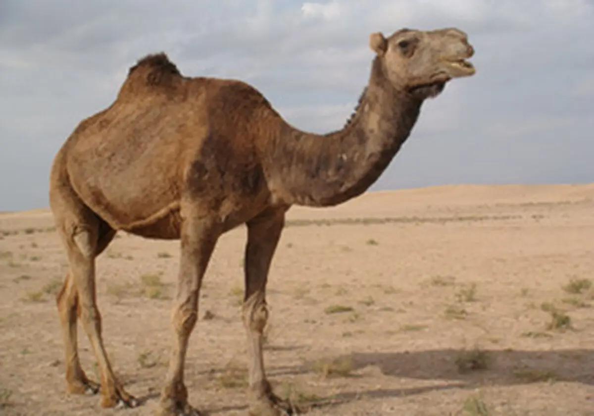 صادرات شتر ایرانی به کویت! 