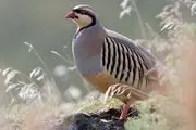 
کشف ۱۵۰قطعه کبک در نصرت آباد
