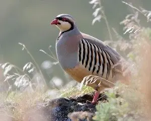 
کشف ۱۵۰قطعه کبک در نصرت آباد
