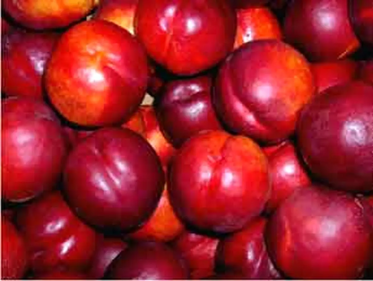 ۶ Advantages of Nectarine Fruit