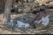  ۹۰ درصد دامداری استان لرستان سنتی و عشایری است 