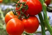 عرضه گوجه فرنگی افزایش می یابد
