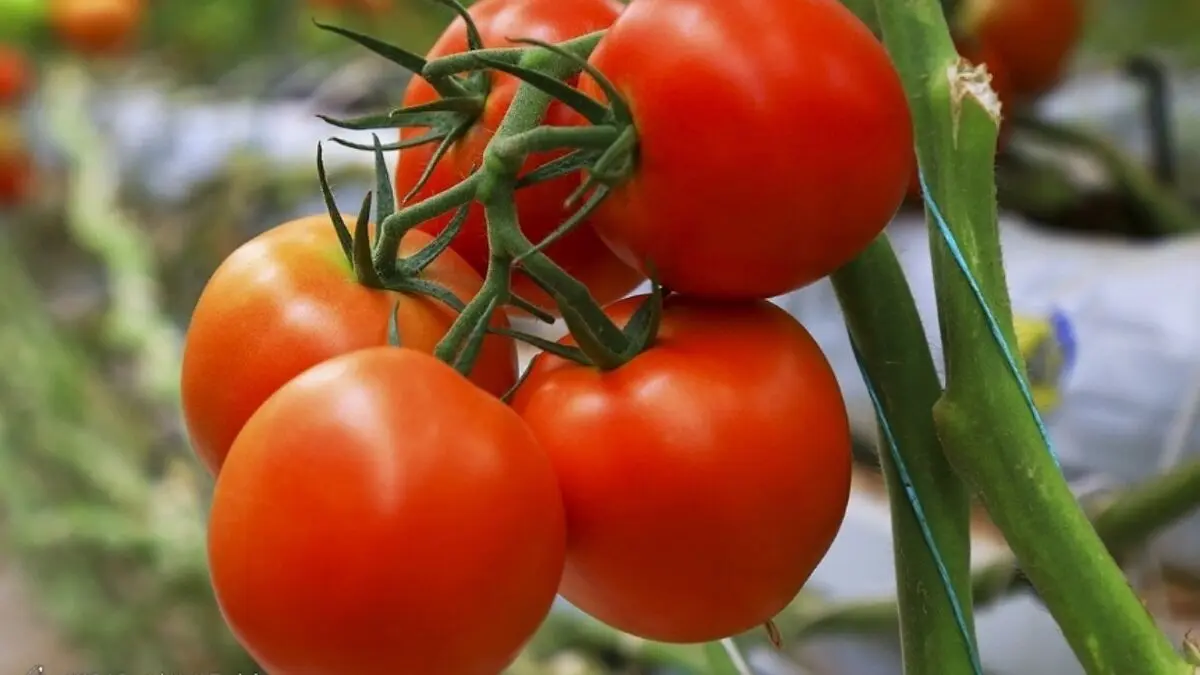 عرضه گوجه فرنگی افزایش می یابد

