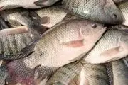 اثر تولید ماهی تیلاپیا در سبد مصرفی خانوار چیست؟
