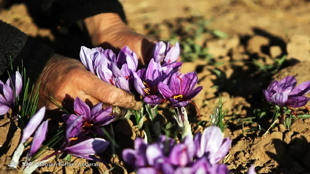 برداشت زعفران آغاز شد
