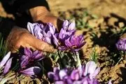 برداشت زعفران آغاز شد
