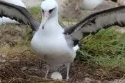 شیرجه دیدنی یک پرنده/ عکس