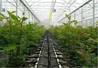 سالانه بیش از ۸ هزار تن محصول گلخانه‌ای در خراسان جنوبی تولید می‌شود 