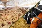 علت گران شدن 100درصدی نهاده‌های دامی