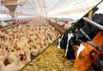 برگزاری جلسه فوری تنظیم بازار نهاده های دامی با دستور وزیر جهاد کشاورزی