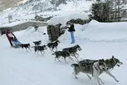 تصاویر; مسابقات سگهای سورتمه ران در آلپ