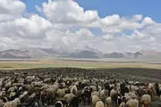 ساماندهی چرای دام در عرصه های طبیعی سرخه آغاز شد