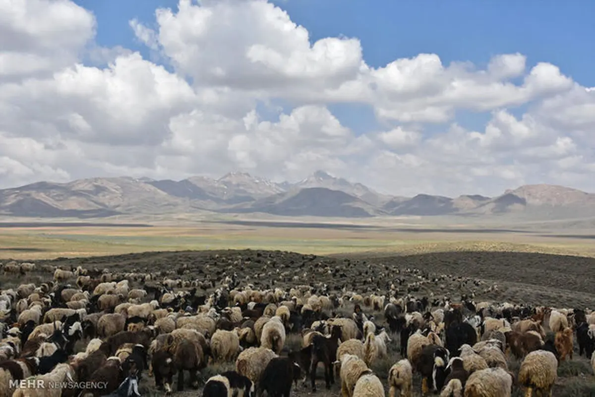 ساماندهی چرای دام در عرصه های طبیعی سرخه آغاز شد