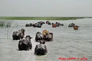 
تالاب هامون خشک شد+ تصاویر
