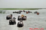 
تالاب هامون خشک شد+ تصاویر
