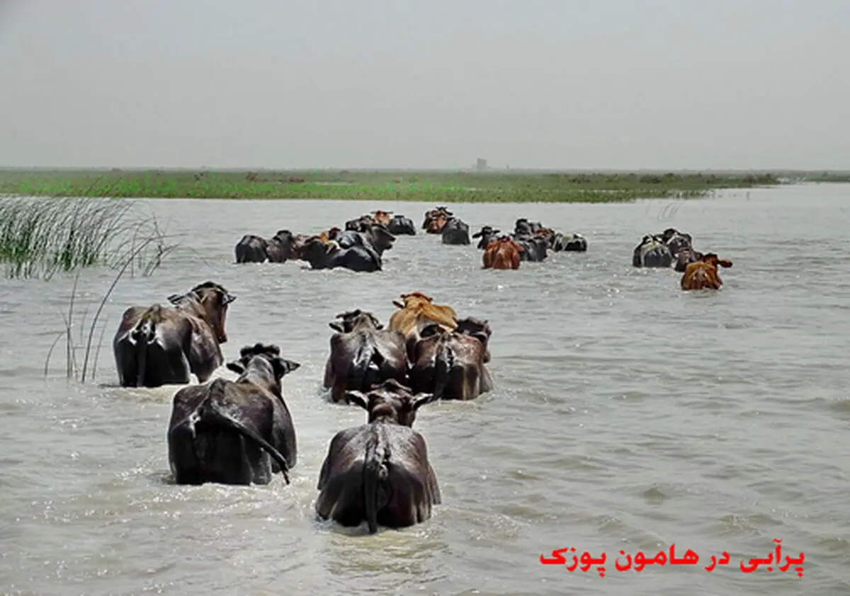 
تالاب هامون خشک شد+ تصاویر
